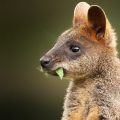 Молодой кенгуру-валлаби жует растение