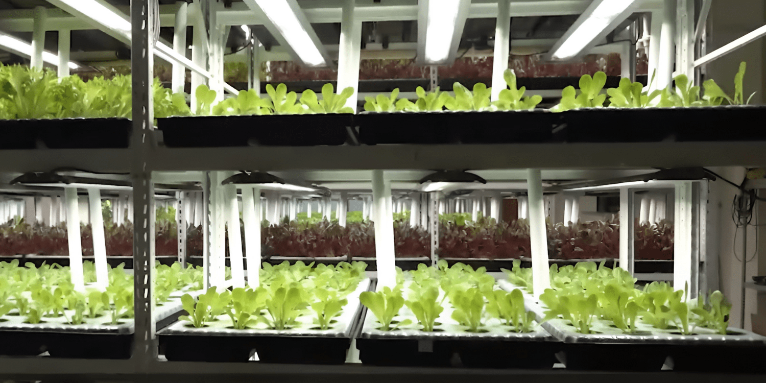 растения на стеллажах в климатической камере
