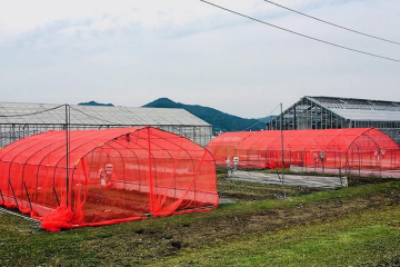 Навесы с красной затеняющей сеткой, защищающей лук-порей от насекомых в хозяйстве Токумару