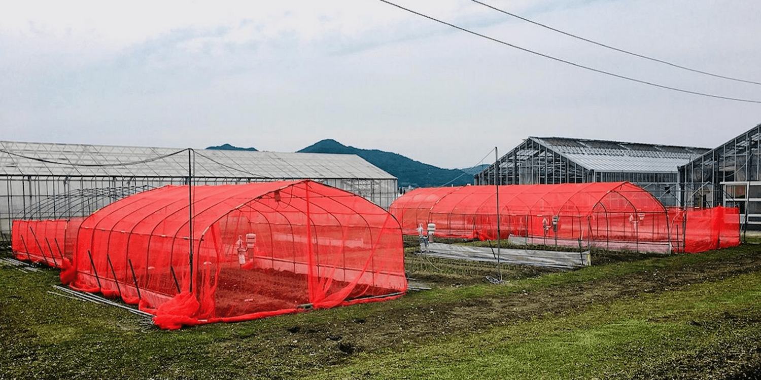 Навесы с красной затеняющей сеткой, защищающей лук-порей от насекомых в хозяйстве Токумару