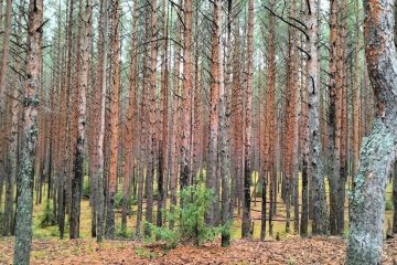 Сосновый бор