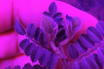 Листья нута крупным планом