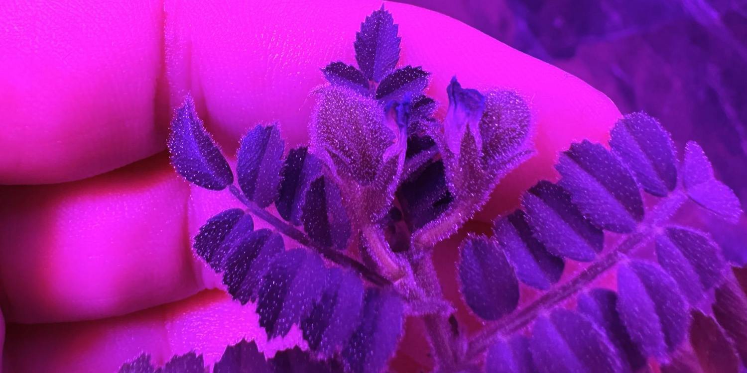 Листья нута крупным планом