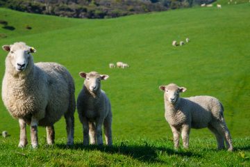 Овца и два ягненка на зелёном лугу