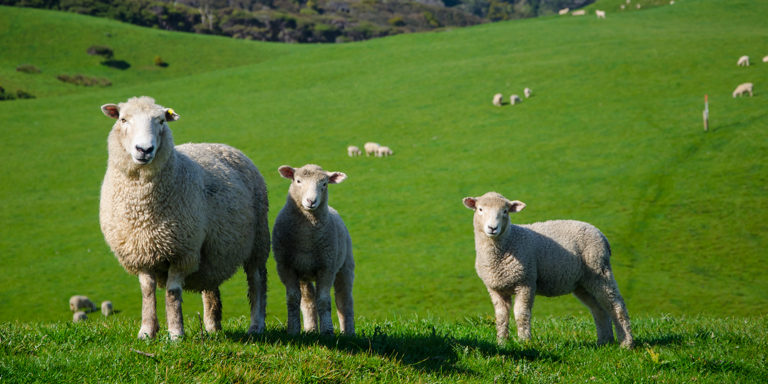 Овца и два ягненка на зелёном лугу