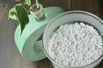 Перлит в стеклянной банке и растение стоят на деревянной поверхности