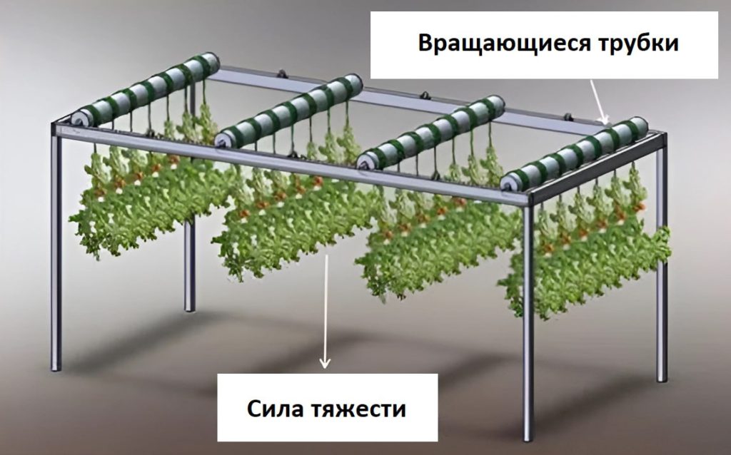 схема расположения растений в установке 