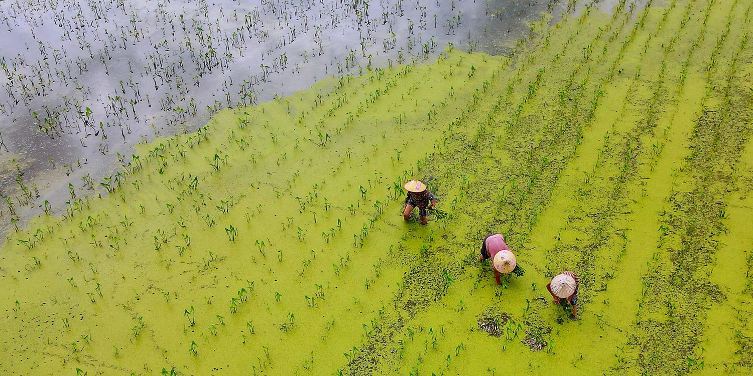 Китайские крестьяне работают на плантации риса