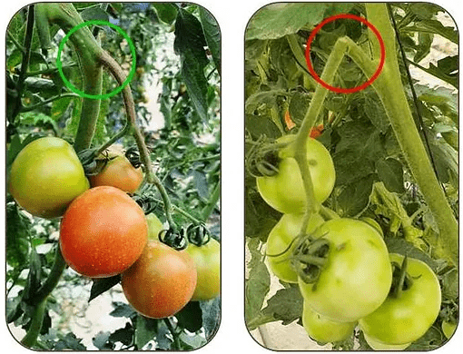 отсутствие и наличие надлома плодовой ветки у томатов 