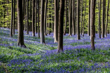синие цветы растут в лесу
