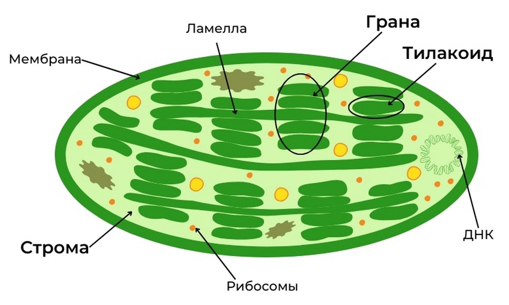 строение хлоропласта