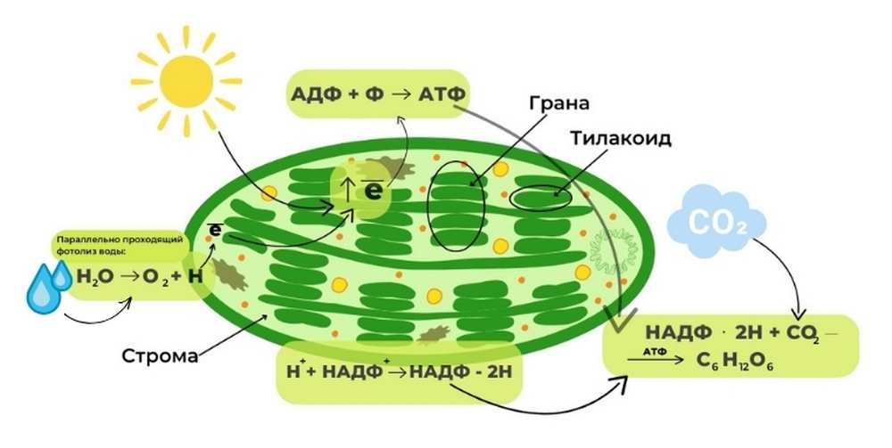 схема фотосинтеза