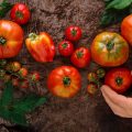 плоды томатов разных сортов
