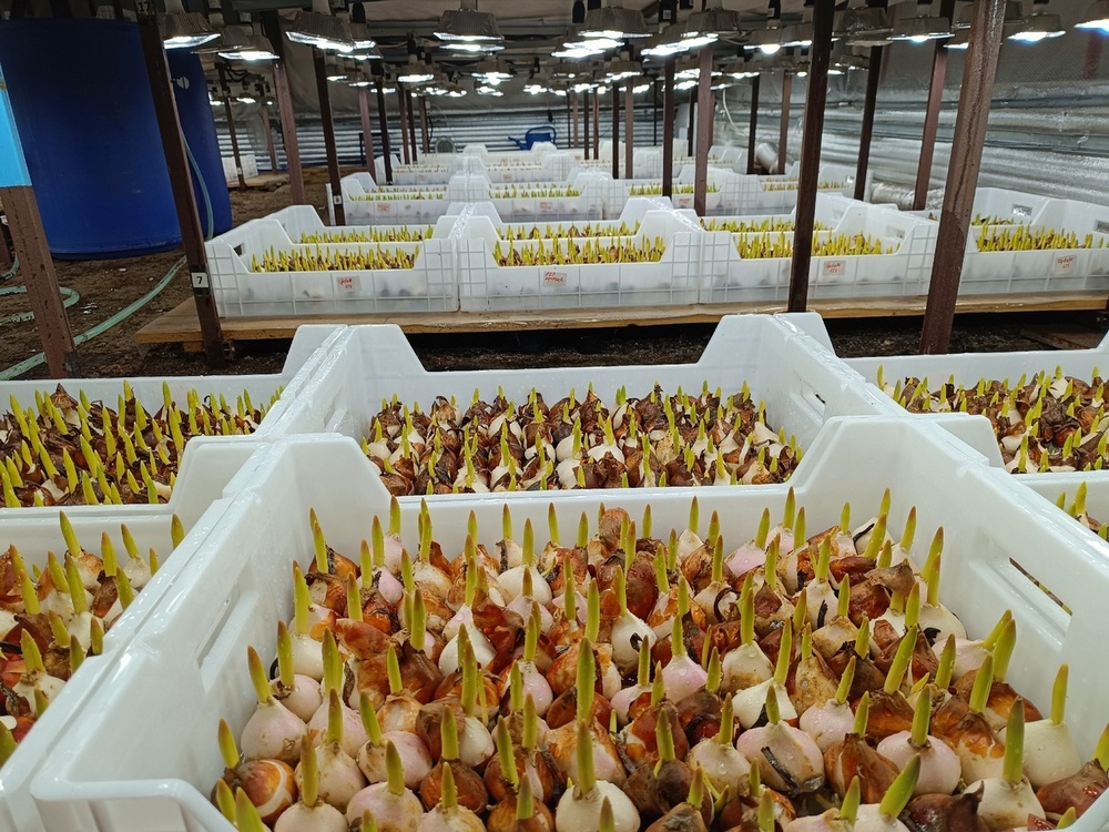 ящики с луковицами тюльпанов в теплице