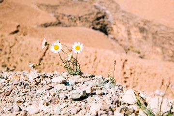 цветки ромашки на фоне пустынного ландшафта