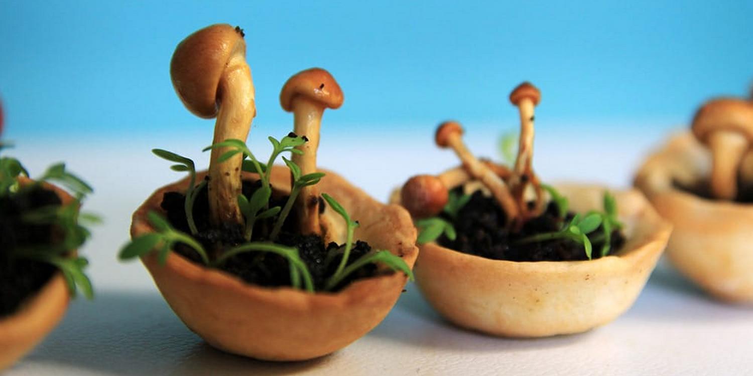 Закуска, напечатаная на 3D-принтере с растущей начинкой из грибов и растений