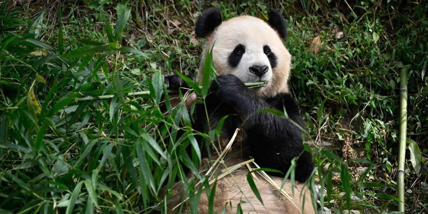 Большая панда ест бамбук