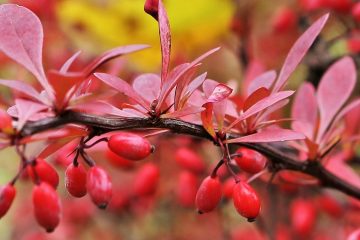 ягоды барбариса на ветке с красными листьями
