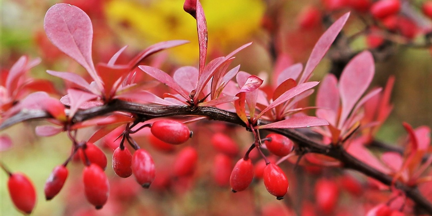ягоды барбариса на ветке с красными листьями