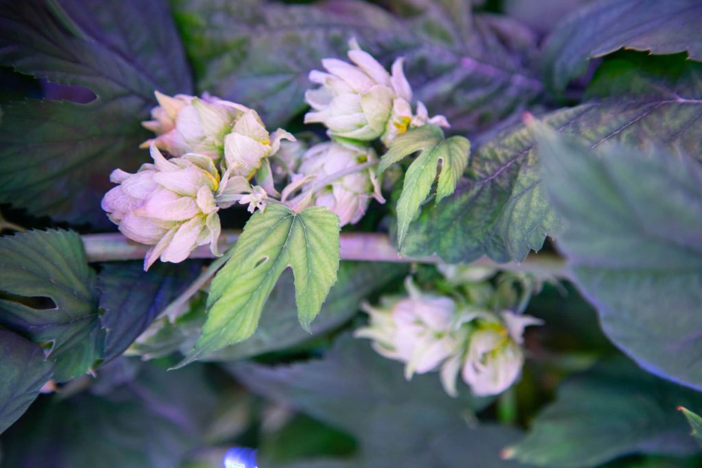 Цветущий хмель