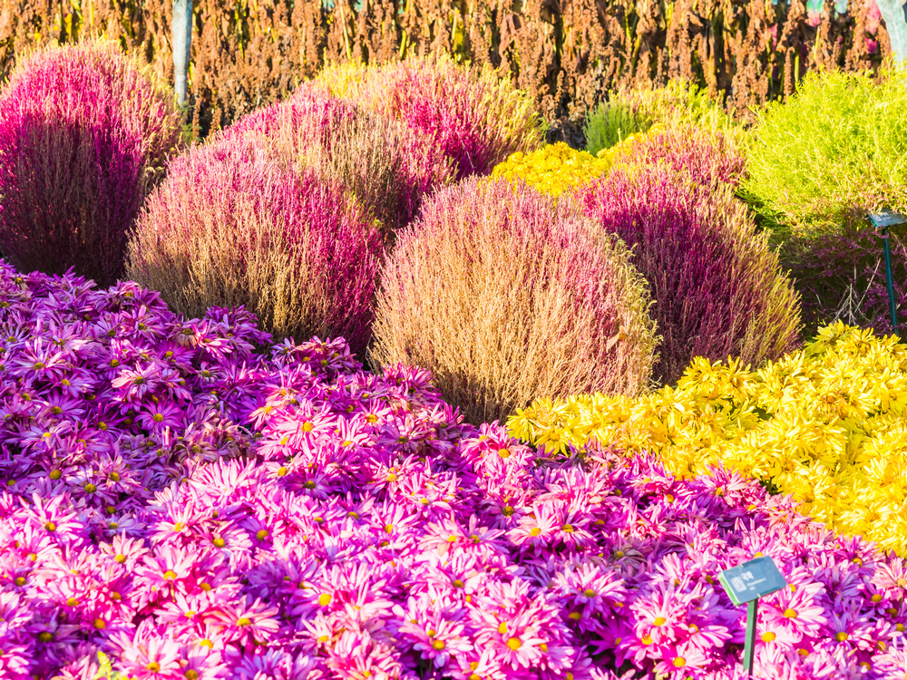 разноцветные растения и цветы в саду