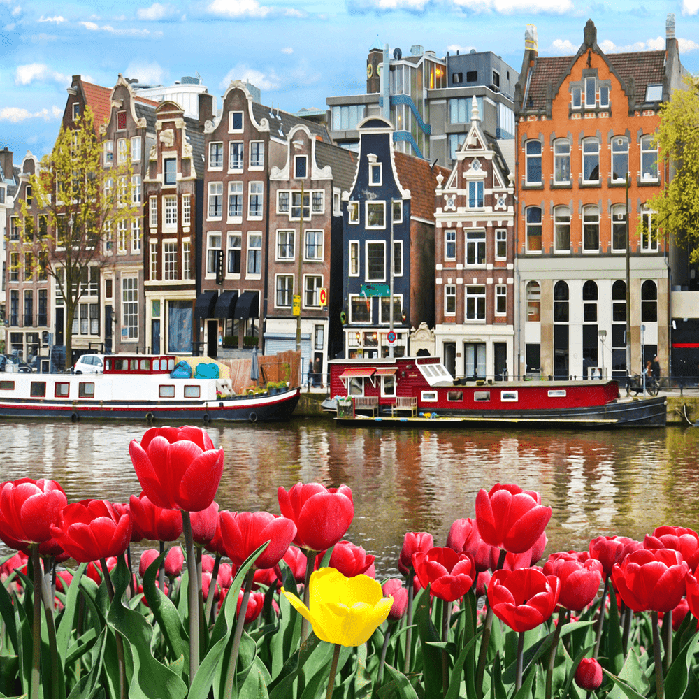 тюльпаны на улицах Нидерландов