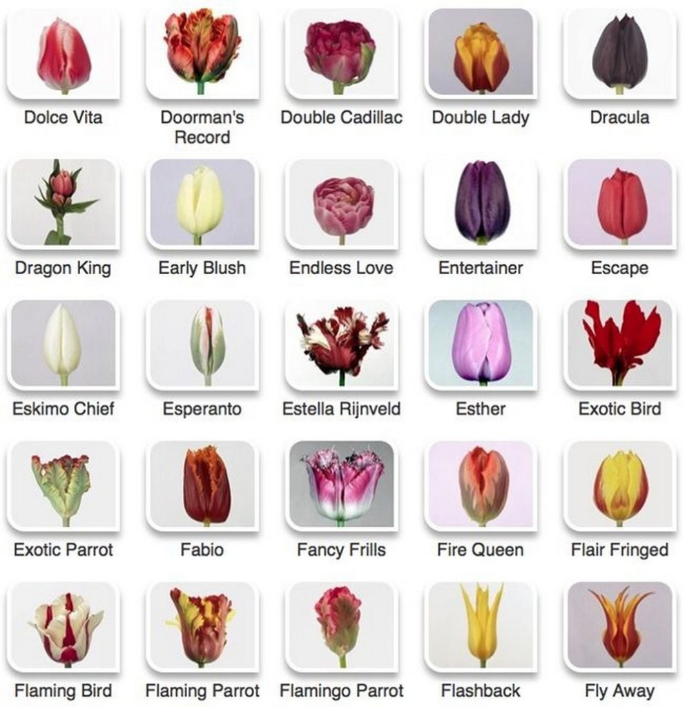 многообразие оттенков и форм тюльпанов