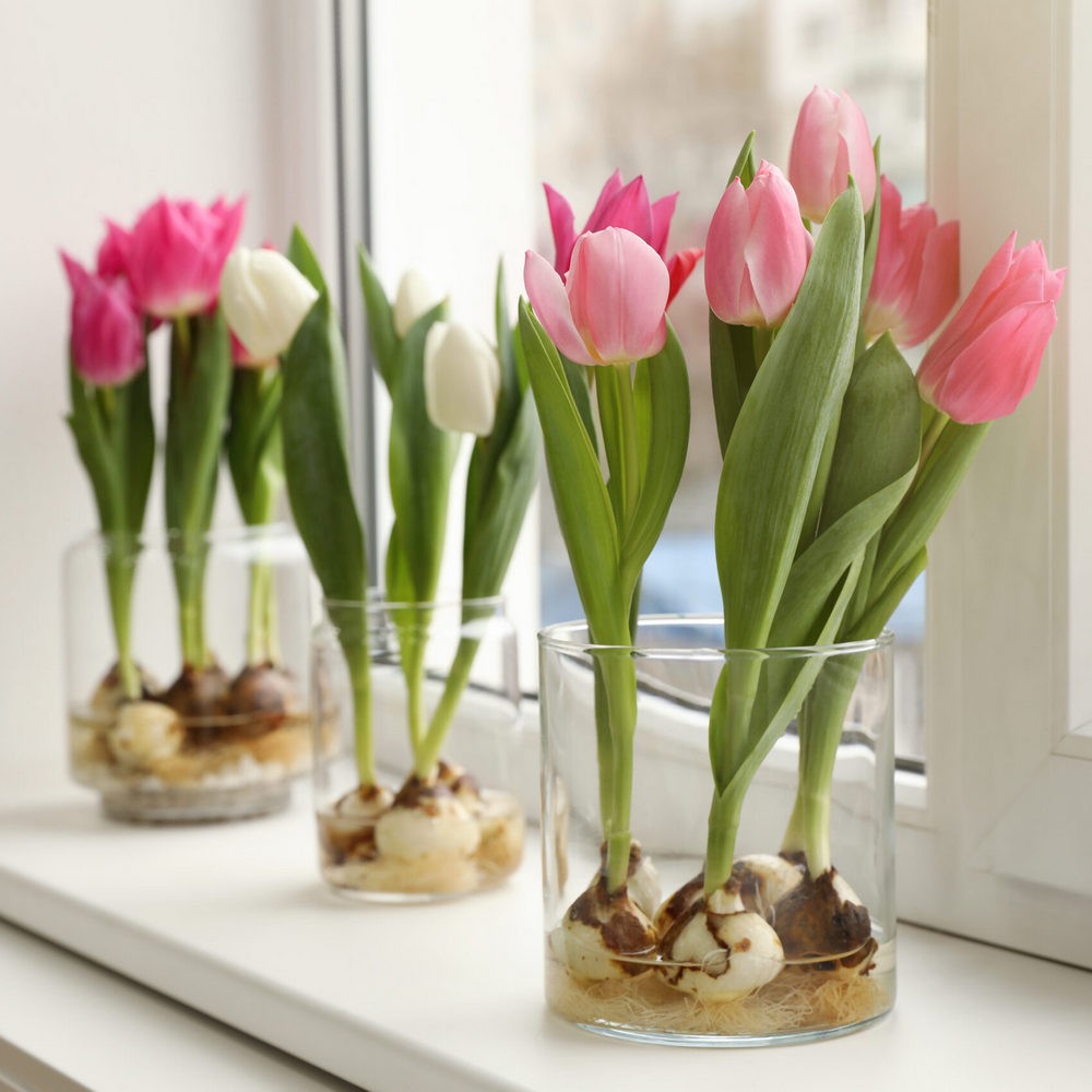 тюльпаны в прозрачных вазах на подоконнике
