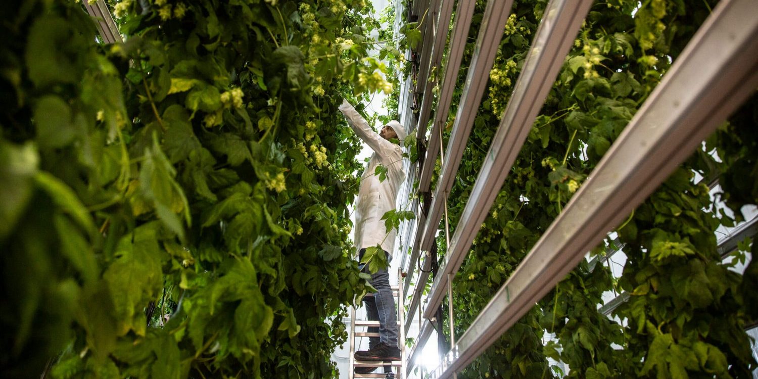 Мужчина в белом халате осматривает хмель, растущий на гидропонике