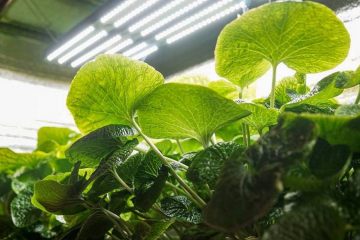 растения васаби под фитолампами