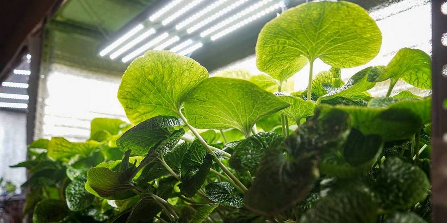 растения васаби под фитолампами