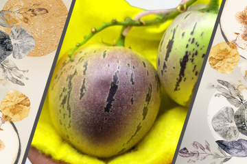 пепино экзотический фрукт