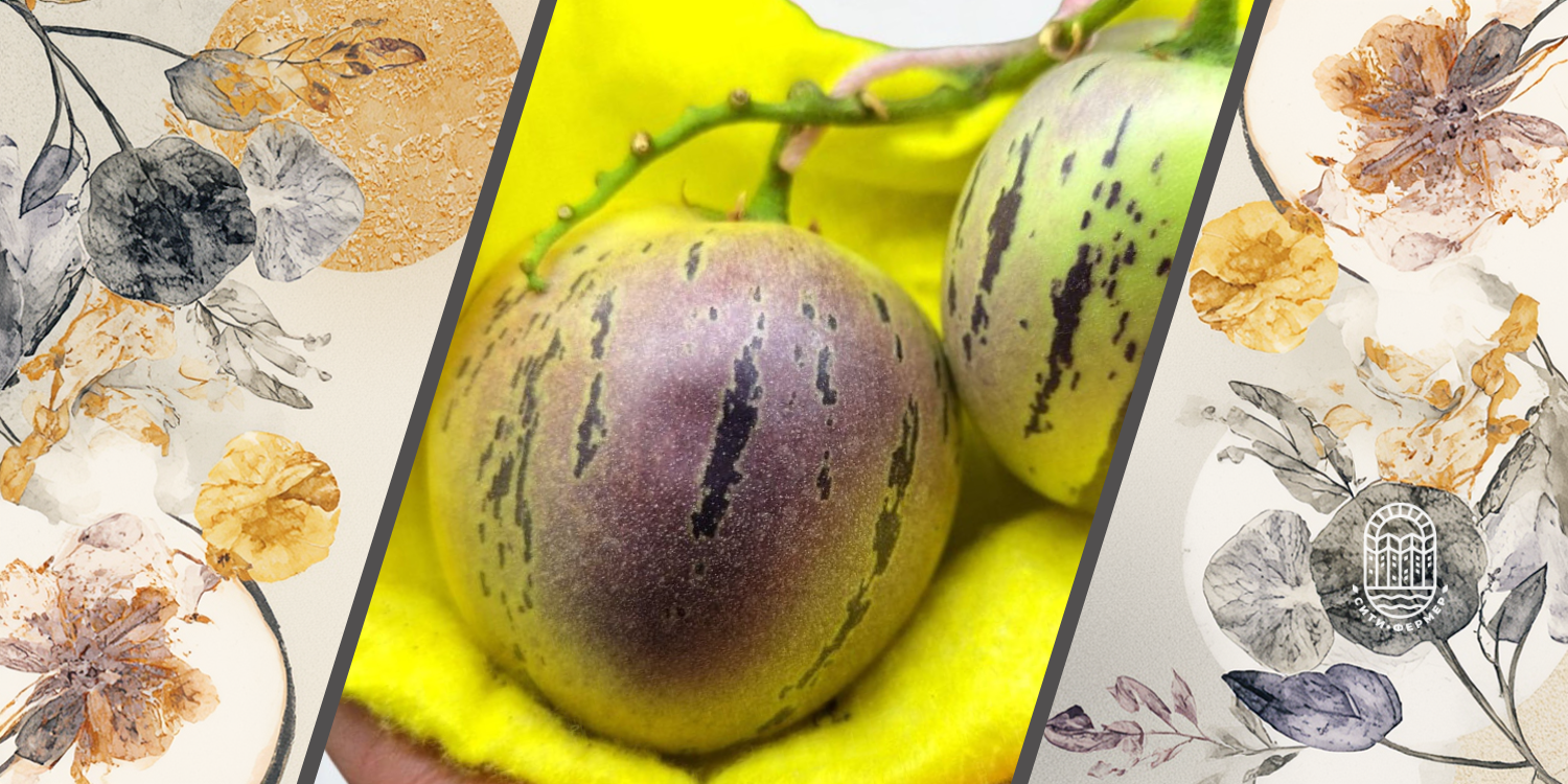 пепино экзотический фрукт