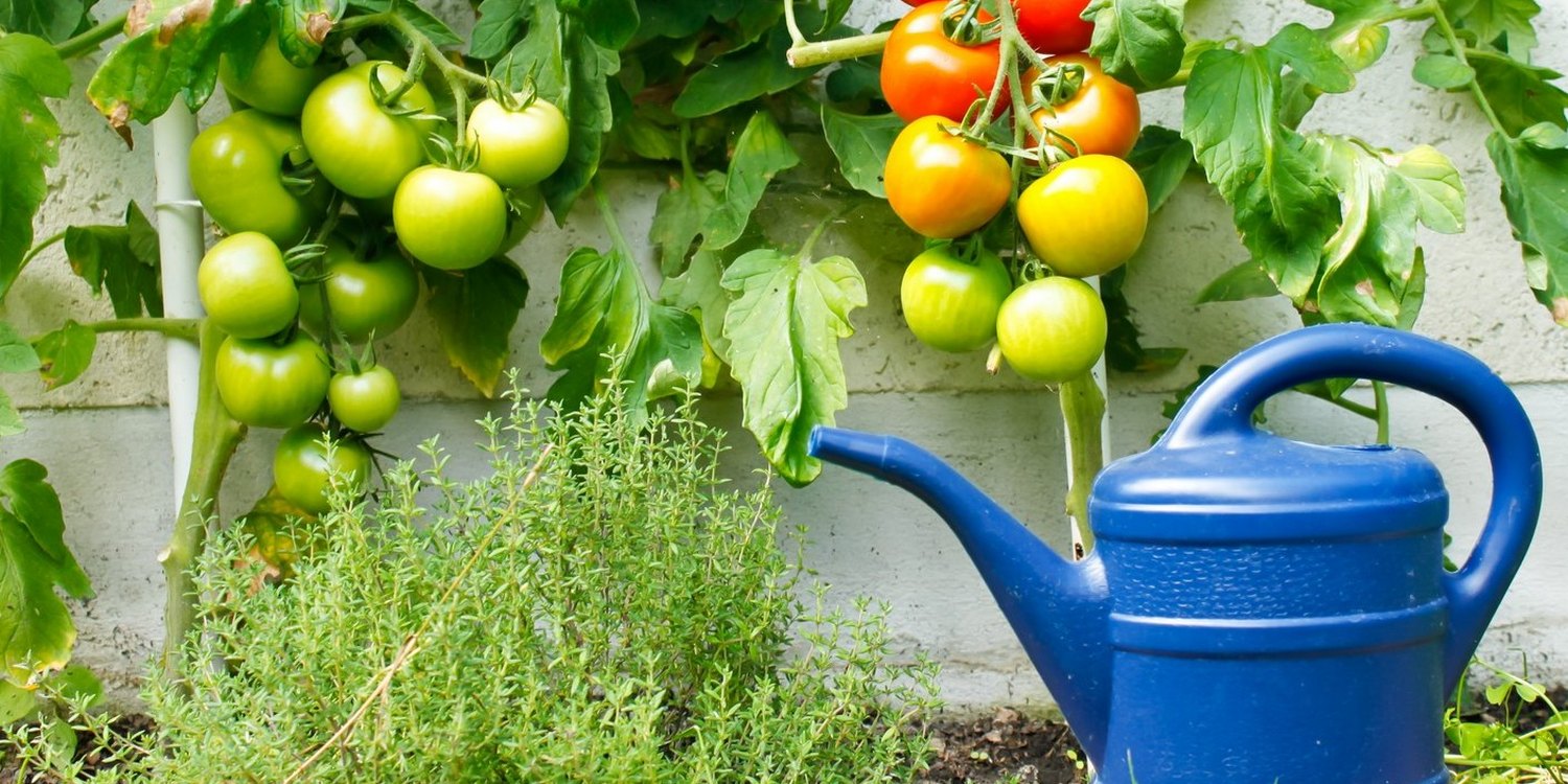 кусты томата с помидорами разной степени зрелости и синяя лейка