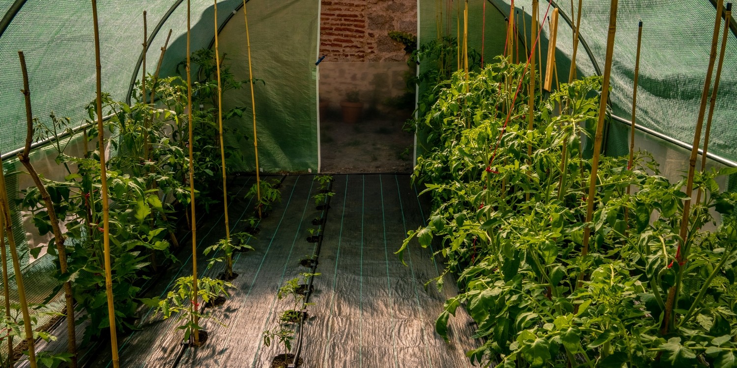 растения томатов в теплице с мульчирующей пленкой