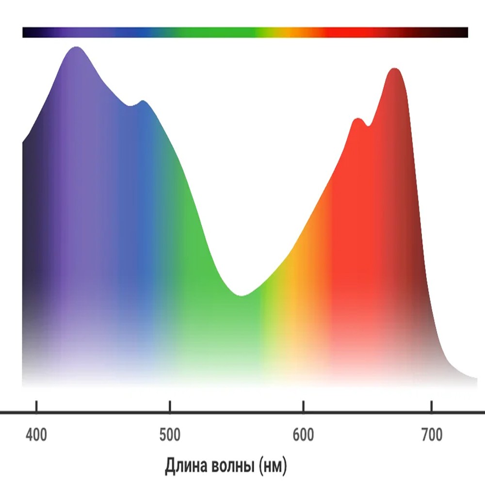 Интенсивность фотосинтеза в зависимости от длины волны светового излучения