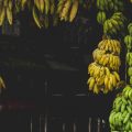 Грозди бананов разной степени зрелости висят во фруктовой лавке