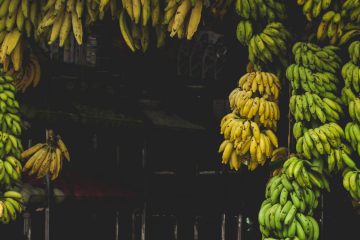 Грозди бананов разной степени зрелости висят во фруктовой лавке