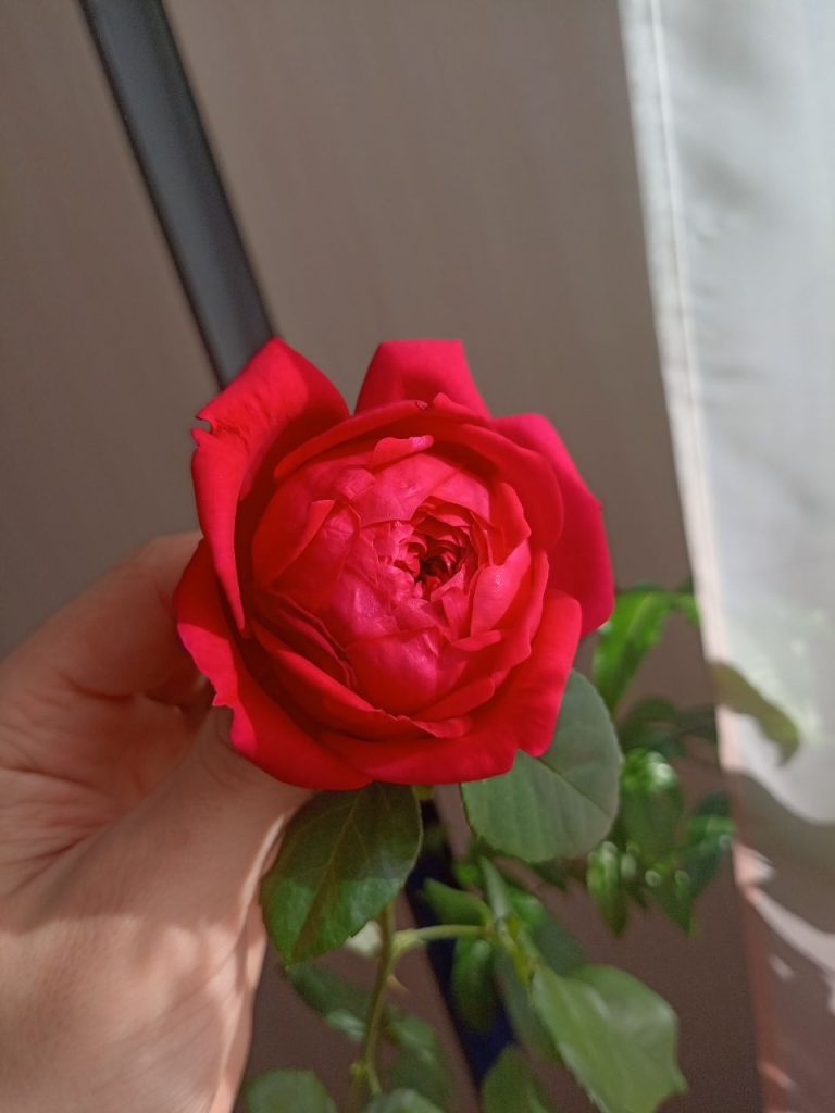 пионовидная роза