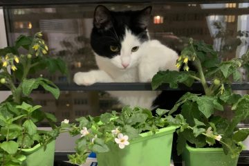 Черно-белый кот смотрит на горшечные растения