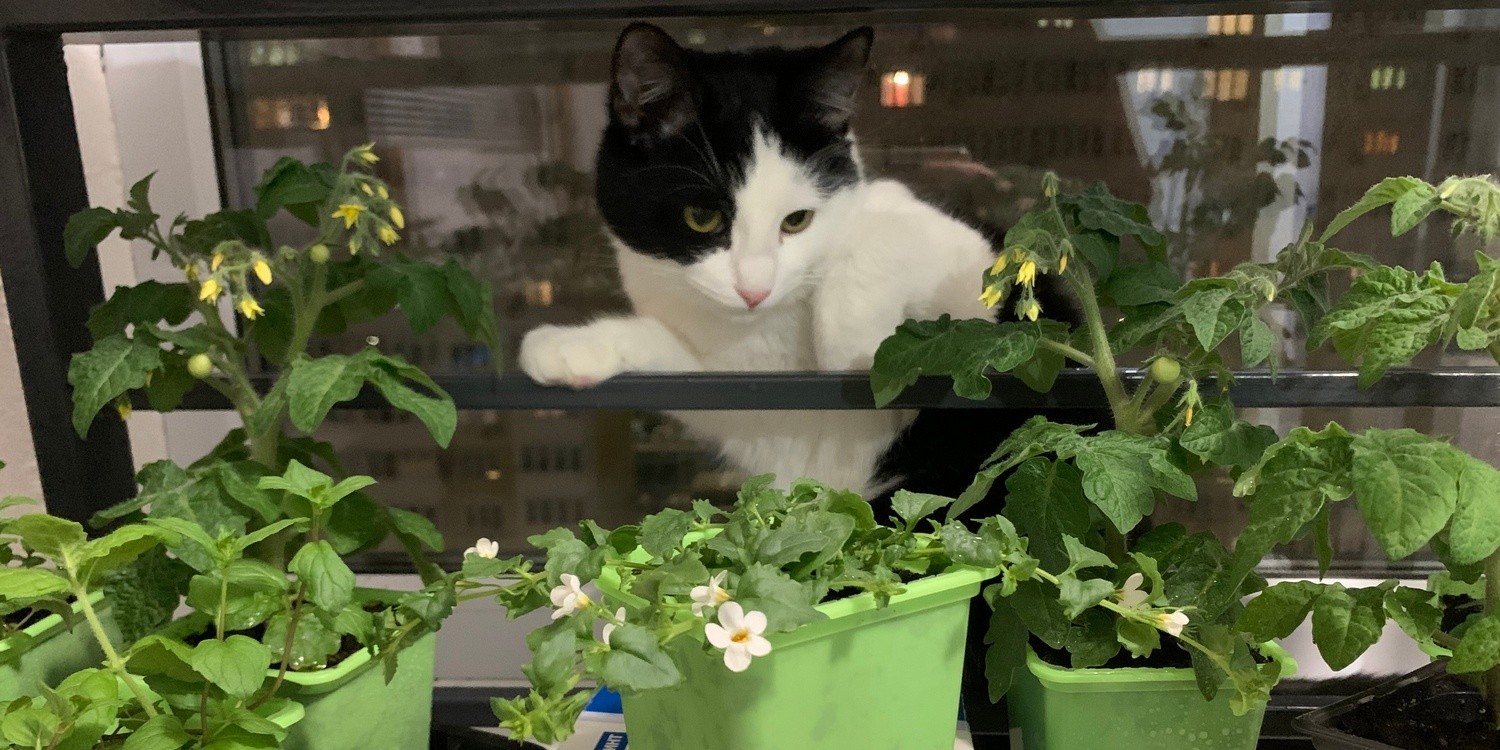 Черно-белый кот смотрит на горшечные растения