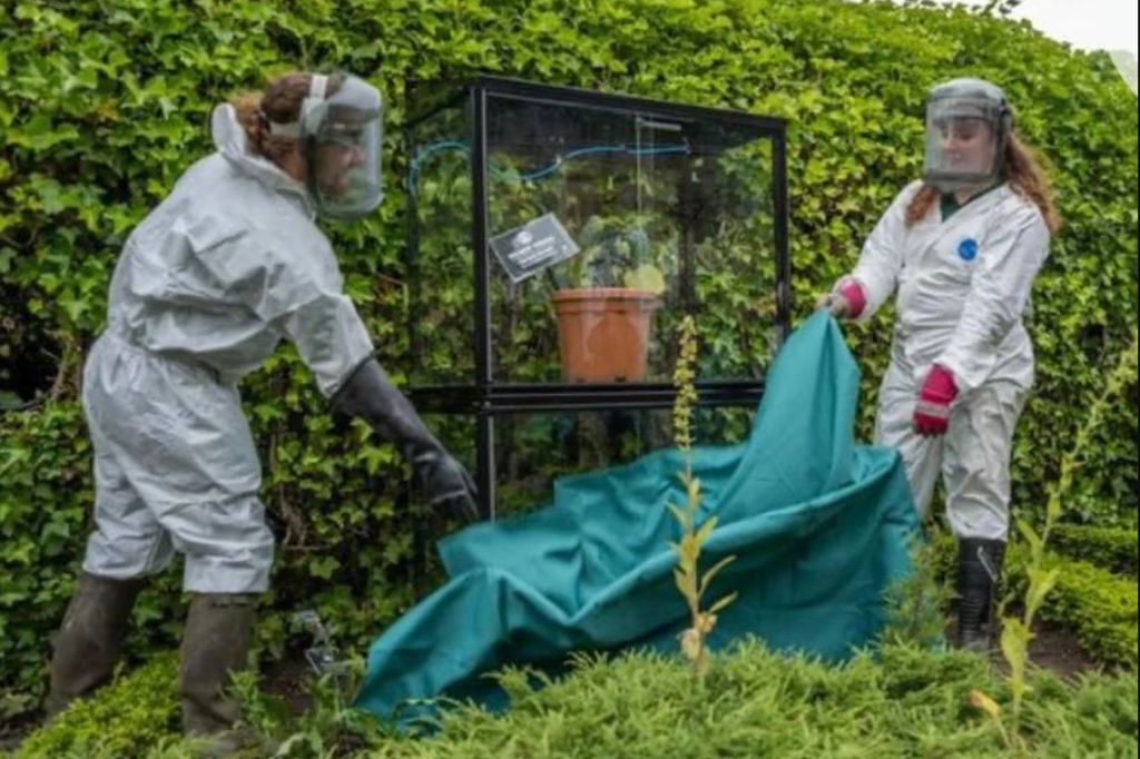 Сотрудники Ядовитого сада открывают стеклянную витрину в которой находится ядовитое растение гимпи-гимпи