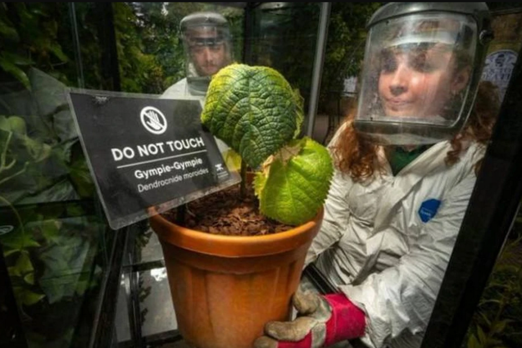 Сотрудники Ядовитого сада с растением гимпи-гимпи, растущем в горшке внутри стеклянной витрины