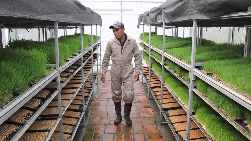 Работник идет между стеллажами, на которых выращивается корм для животных гидропонным способом