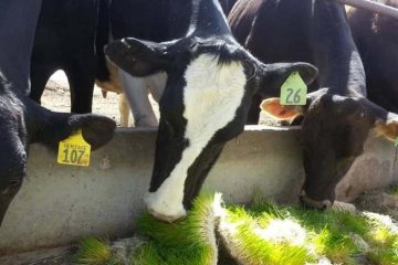 Коровы едят корм, выращенный гидропонным способом