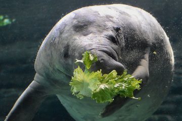 Ламантин ест листовой салат под водой
