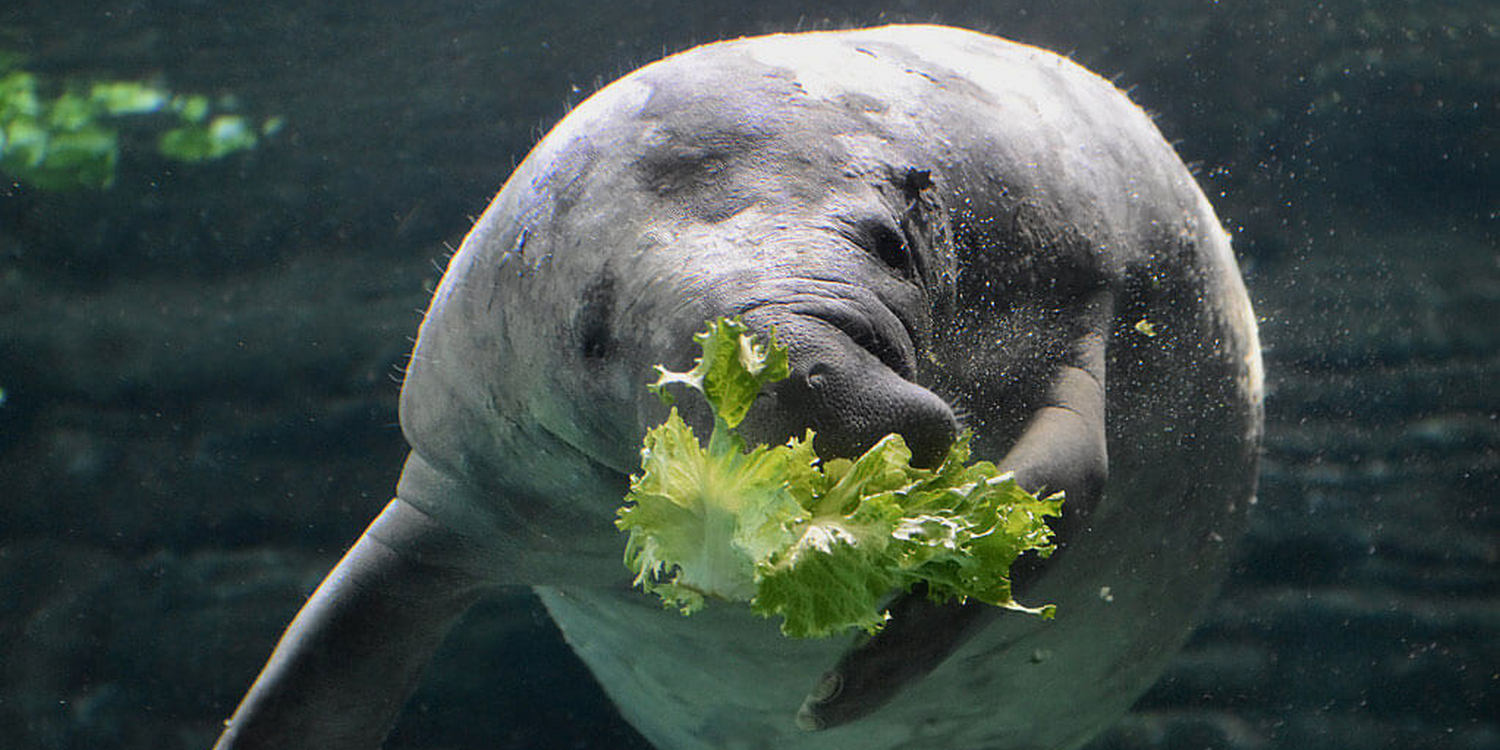 Ламантин ест листовой салат под водой