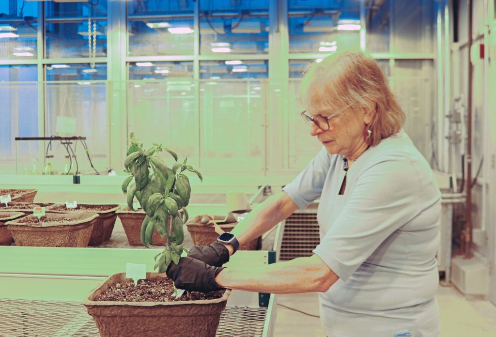Профессор биологии Льетте Вассер собирает урожай растения в ходе исследования эффективности шерстяных гранул в качестве удобрения для улучшения здоровья, плодородия и урожайности почвы.