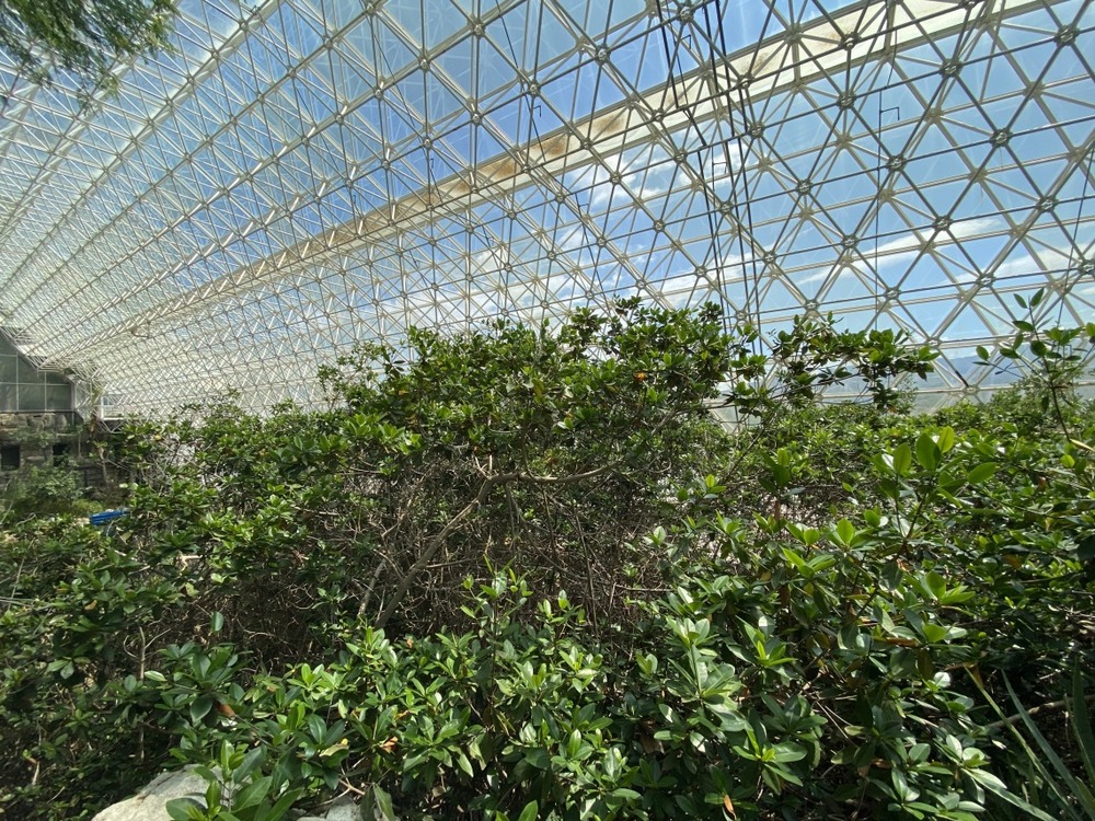 мангровые заросли в Биосфере-2
