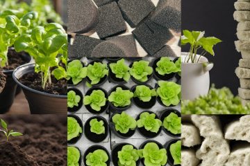 ростки растений в земле, агровате, губке
